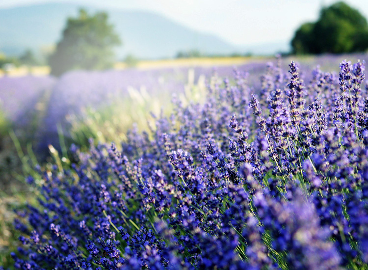 hjc888黄金城·(中国区)官方网站